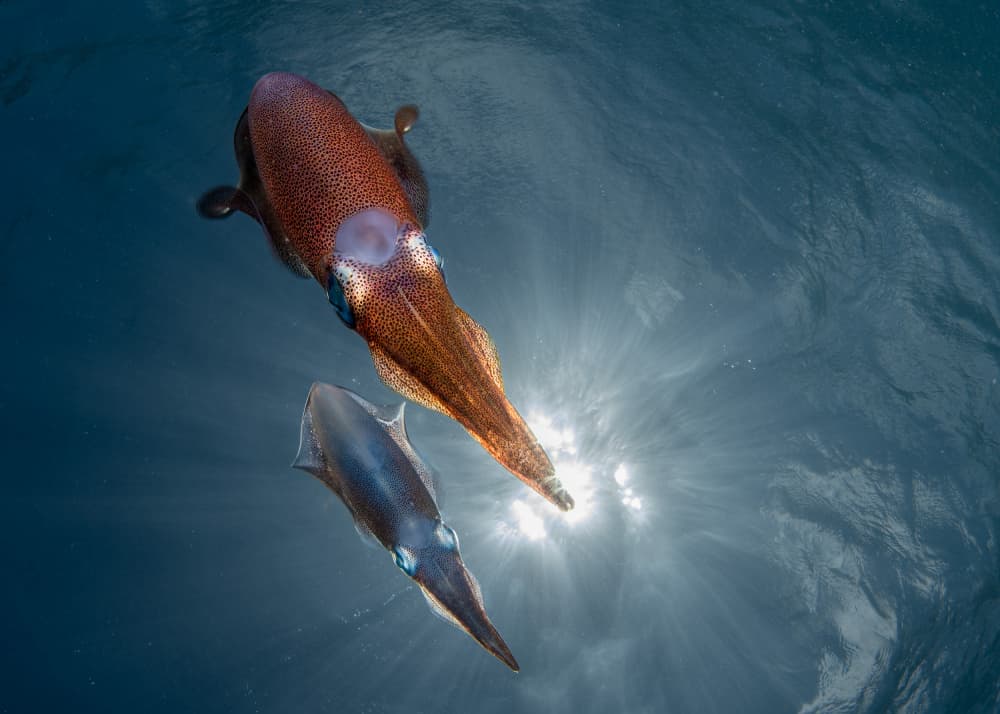 Two Squids Sunlit Ocean by Jennifer Lu — canvas wall art