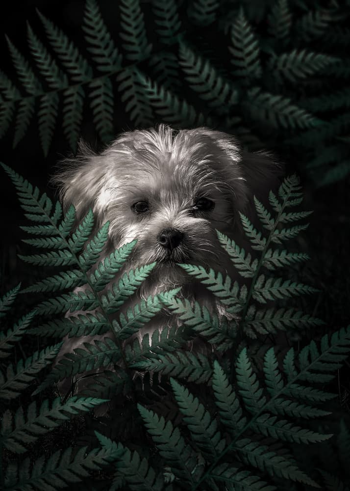 Hidden Puppy in Ferns by Ariz Rab — canvas wall art