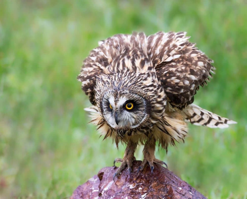 Intense Owl Gaze by Taksing (吉星高照) — canvas wall art