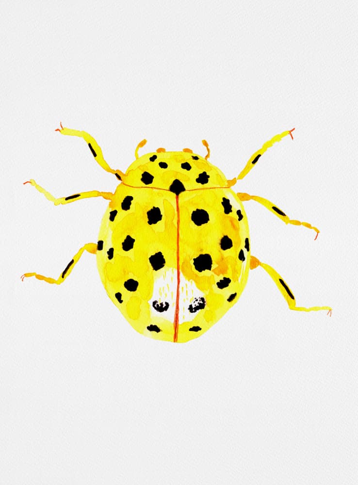 Vibrant Yellow Ladybug by Kata Botanical — canvas wall art