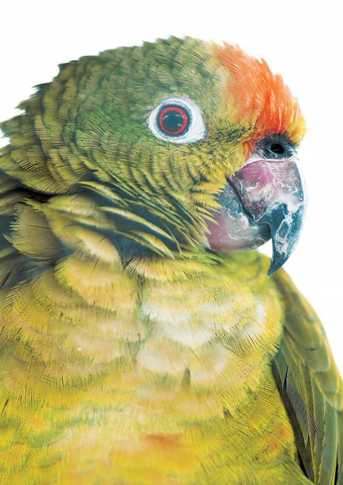 Vibrant Parrot Glance by Shot by Clint — canvas wall art