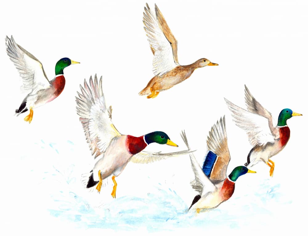 Ducks in Flight by Isabelle Brent — canvas wall art