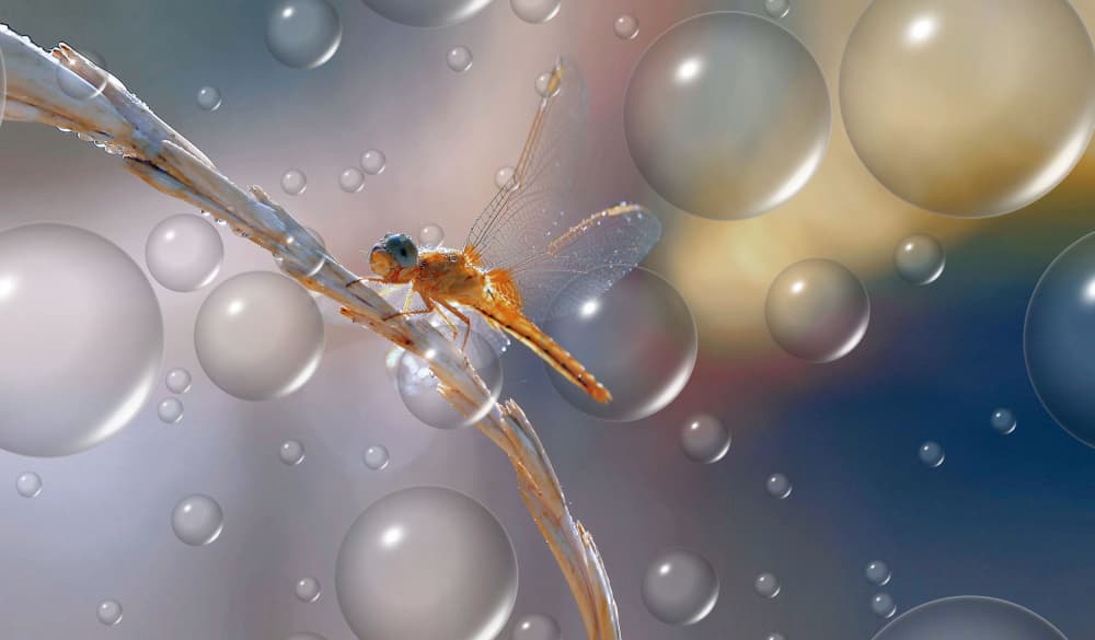 Dragonfly Dream Bubbles by Thierry Dufour — canvas wall art