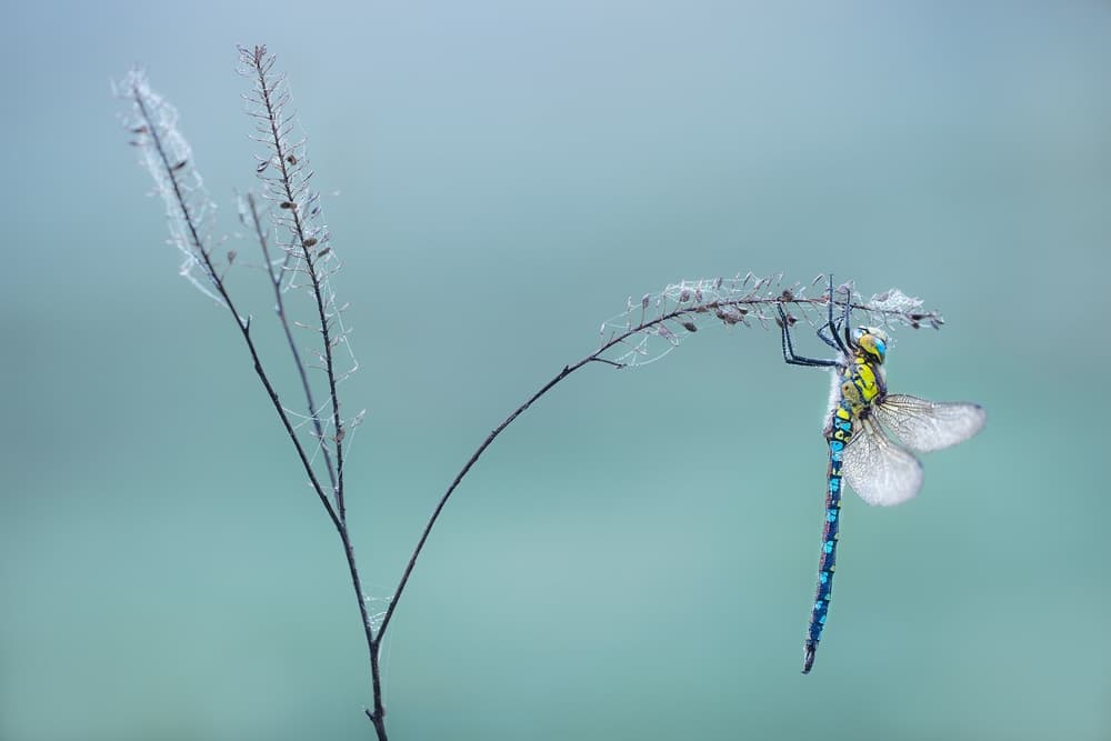 Serene Dragonfly on Stem by Petar Sabol — canvas wall art