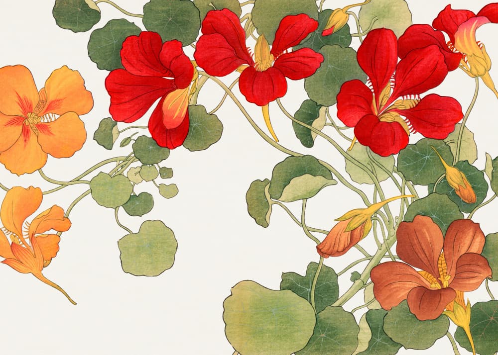 Nasturtium Flower No.2 by Tanigami Konan — canvas wall art