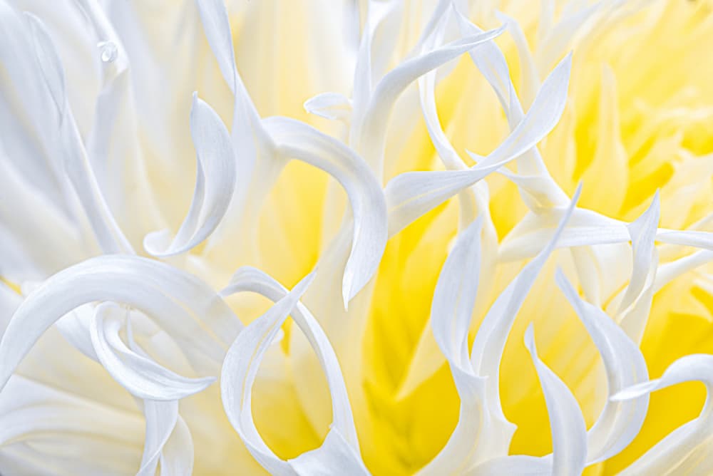 White And Yellow Bloom by Ben.C.L — canvas wall art