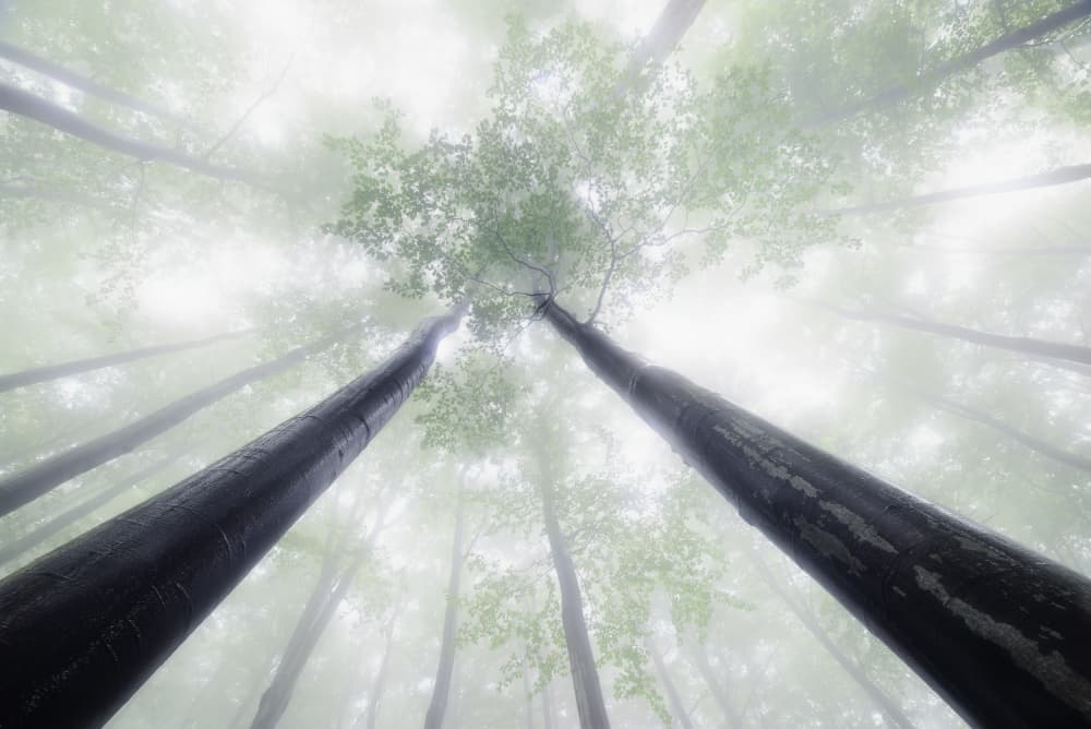Misty Forest Canopy by Tom Pavlasek — canvas wall art