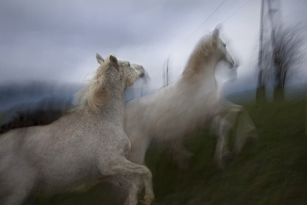 Dynamic White Horses by Milan Malovrh — canvas wall art