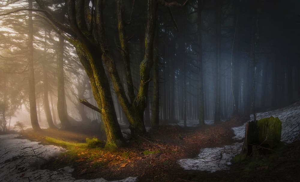 Golden Foggy Forest by Chris Kaddas — canvas wall art