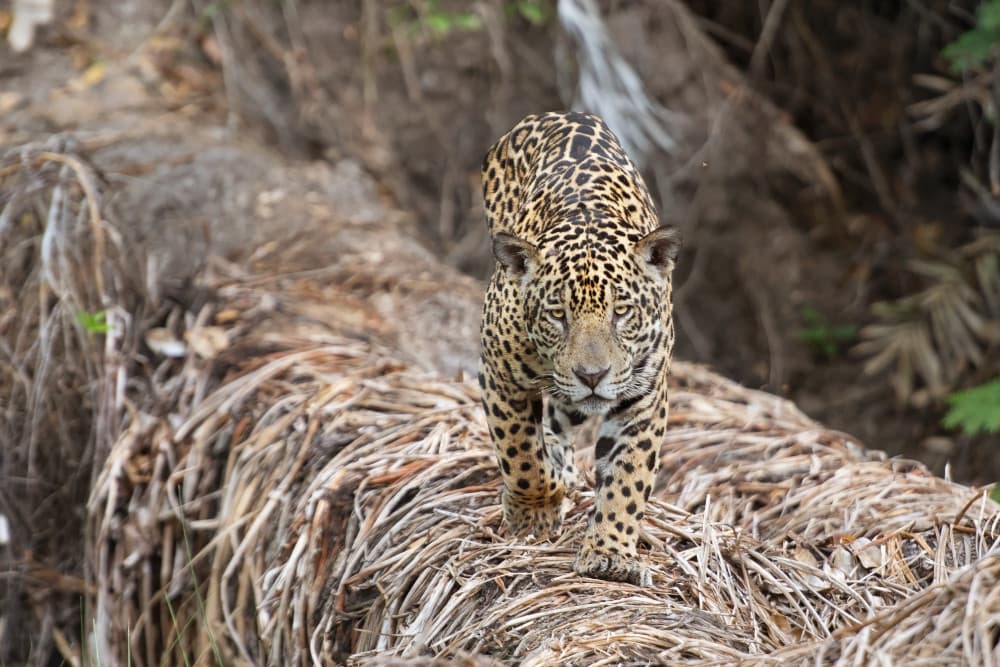 Powerful Jaguar Stride by Marco Pozzi — canvas wall art