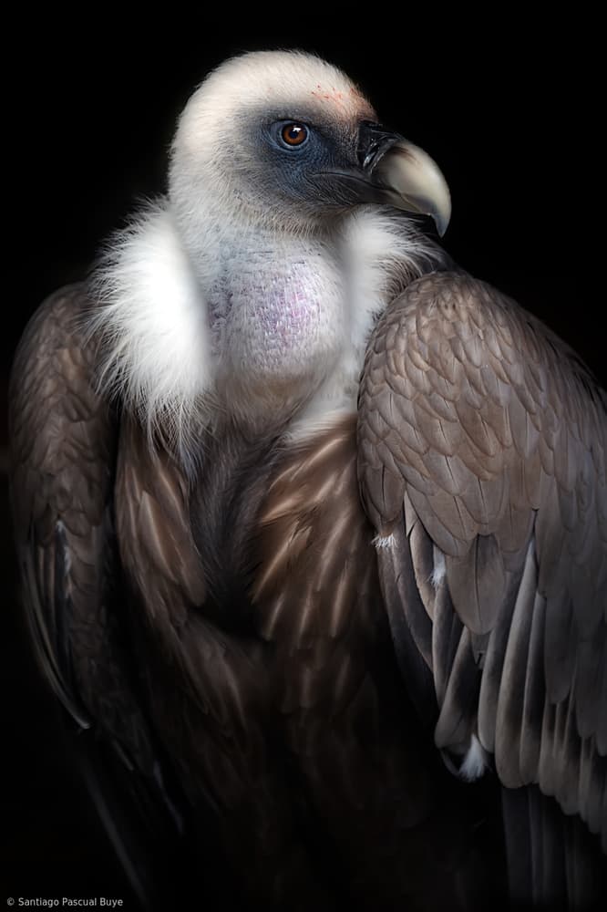 Majestic Griffon Vulture by Santiago Pascual Buye — canvas wall art
