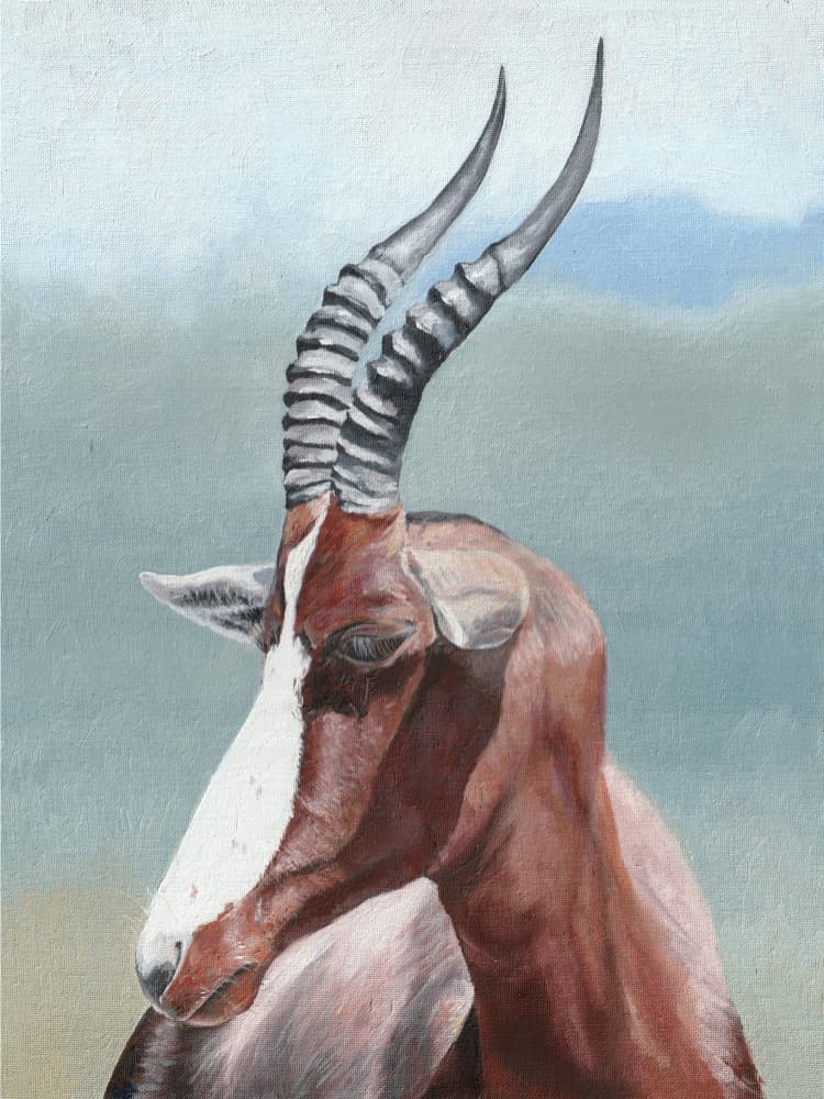 Serene Blesbok Portrait by Viccy Wanliss — canvas wall art