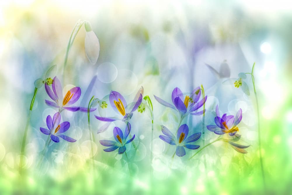 Dreamy Spring Flowers by Hilda van der Lee — canvas wall art