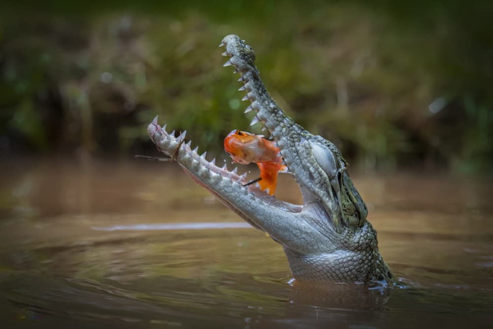Gharial Hunts Goldfish by Ajar Setiadi — canvas wall art