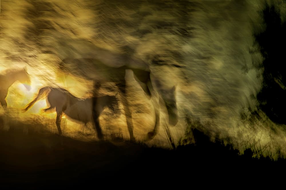 Golden Horses In Motion by Milan Malovrh — canvas wall art