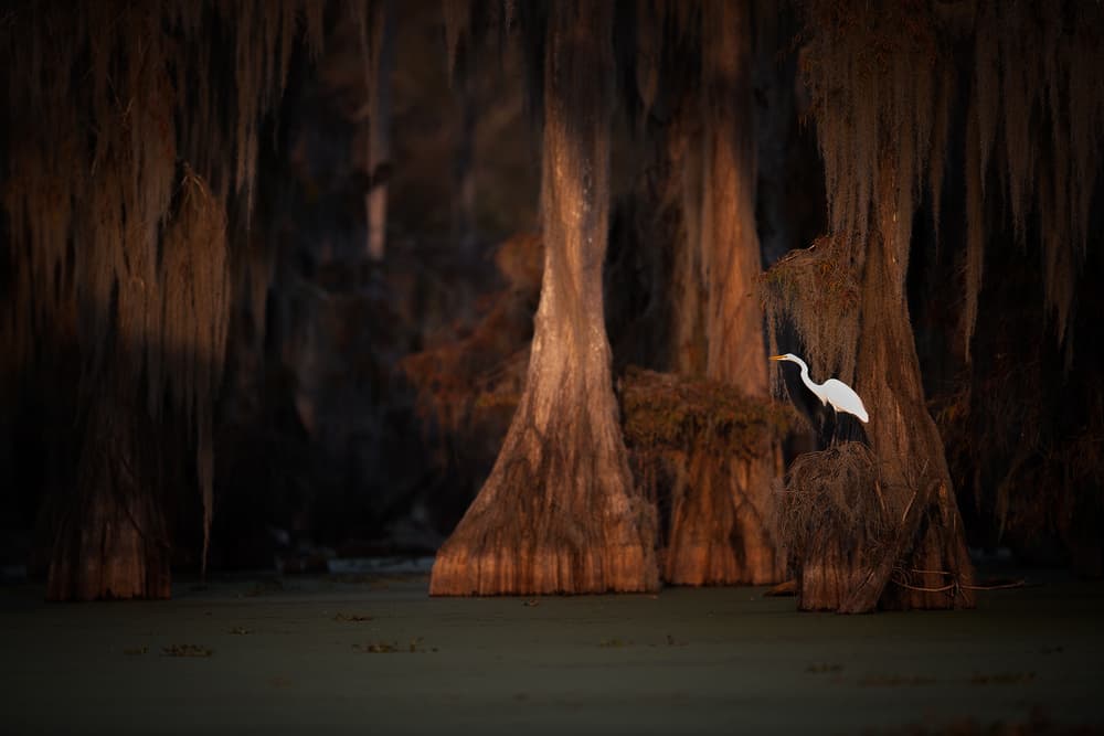 Cypress Swamp Egret by Roberto Marchegiani — canvas wall art