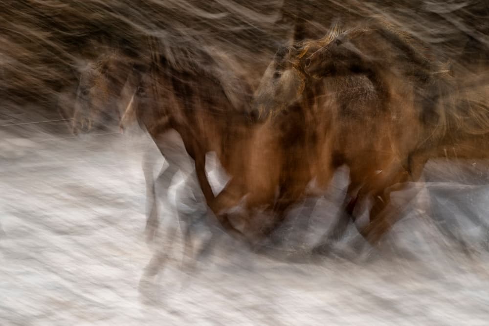 Wild Horses Running by Milan Malovrh — canvas wall art