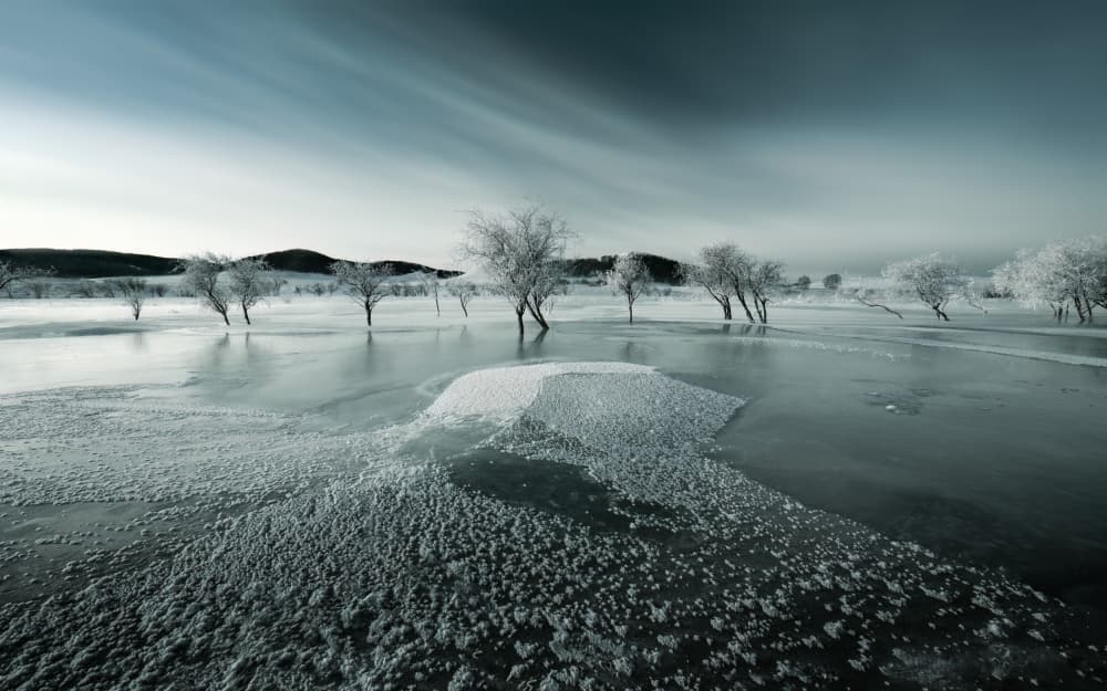 Frozen Winter Trees by Songlin Xu — canvas wall art