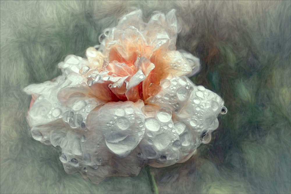 Dewy Peach Rose by Gilbert Claes — canvas wall art