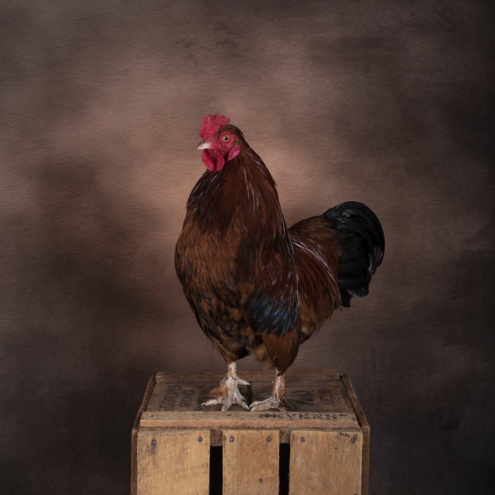 Proud Brown Rooster by Louise Wolbers — canvas wall art
