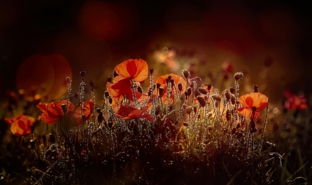 Golden Hour Poppies by Anna Cseresnjes — canvas wall art