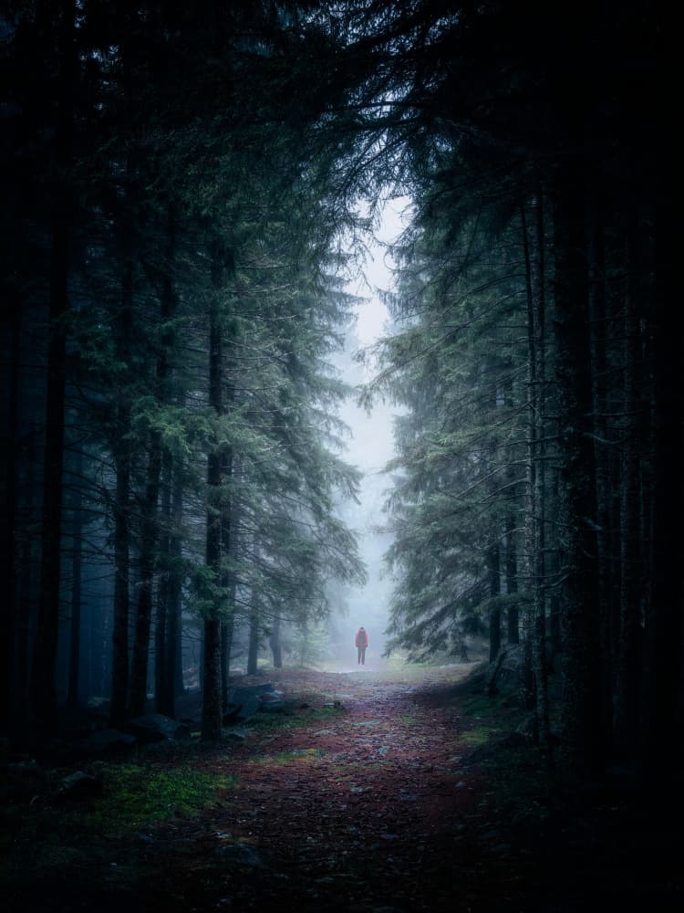 Misty Forest Wanderer by Cristiano Giani — canvas wall art