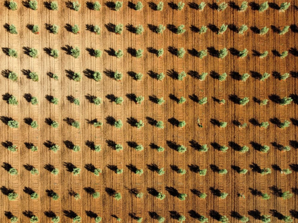 Olive Grove Shadows by Primož Kožuh — canvas wall art