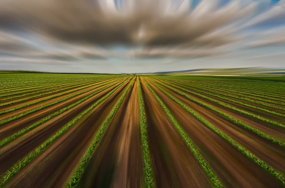 Dynamic Field Rows by Isam Telhami — canvas wall art