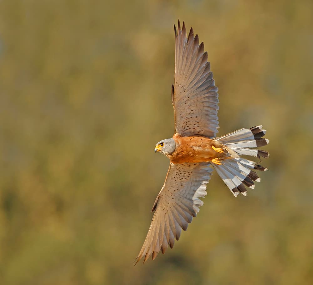 Kestrel in Golden Flight by Shlomo Waldmann — canvas wall art