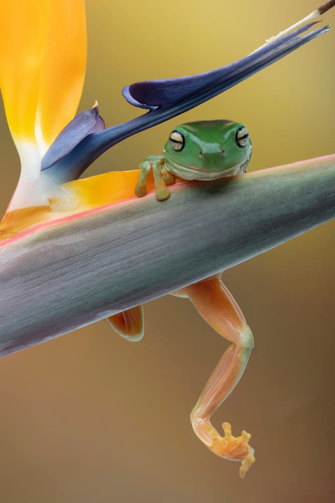 Peaceful Frog on Flower by Louise Wolbers — canvas wall art