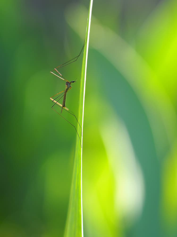 Delicate Crane Fly On Grass by Thierry Dufour — canvas wall art