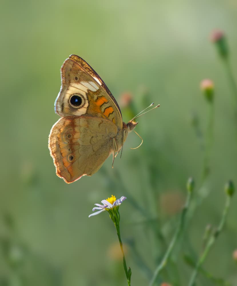 Golden Light Butterfly by Mike He — canvas wall art