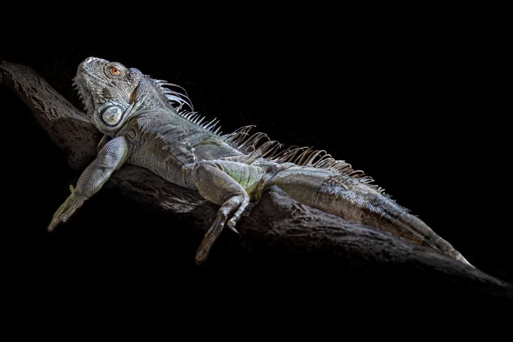 Green Iguana Resting by Ilona Rosenkrancová — canvas wall art