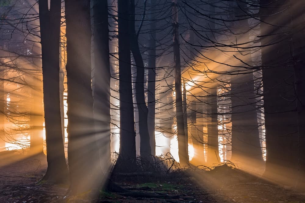 Golden Forest Rays by Tom Pavlasek — canvas wall art