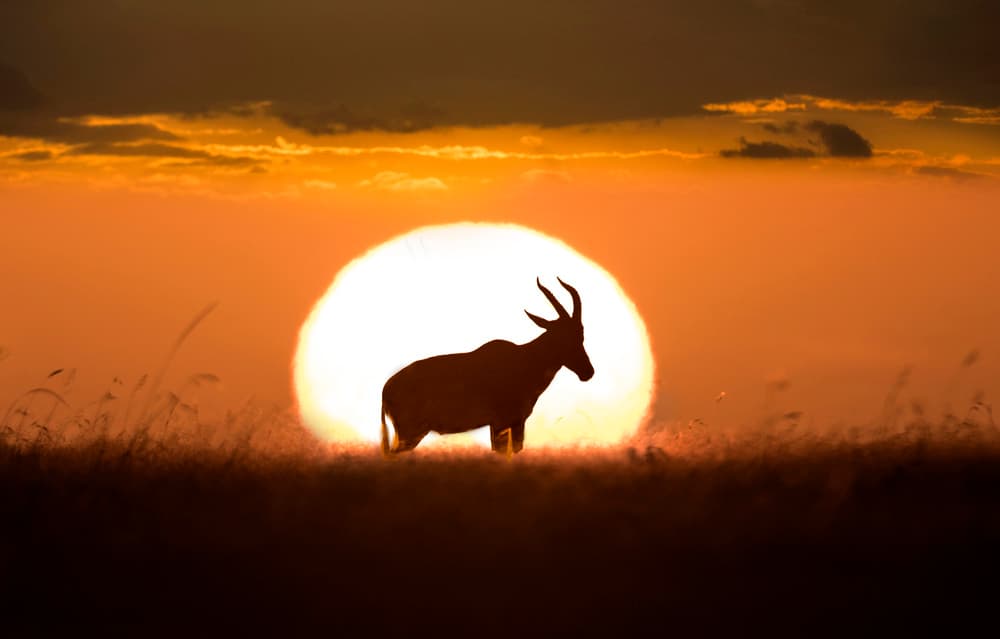 Antelope Golden Sunset by Xavier Ortega — canvas wall art