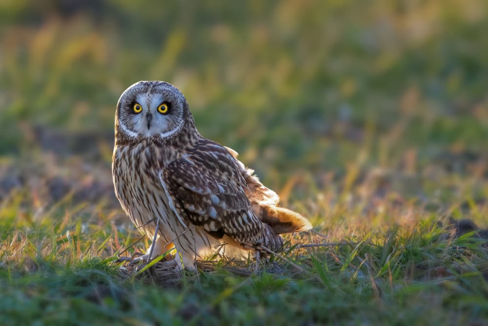 Owl In Golden Light by Jacob (Jian) Xu — canvas wall art