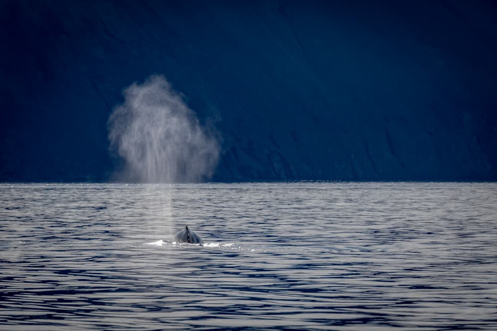 Whale Spouting Deep Blue by Franco Farinati — canvas wall art