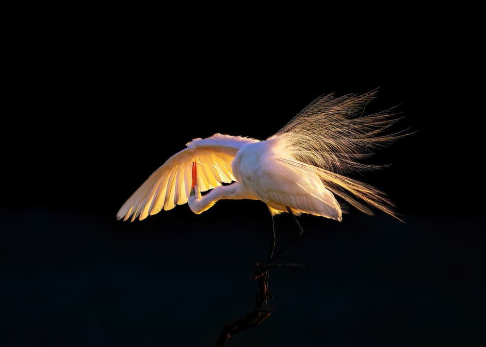 Golden Egret Wings by Hanping Xiao — canvas wall art