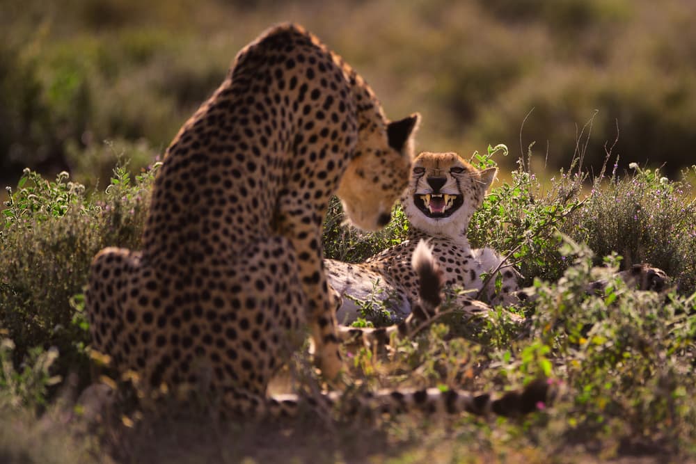 Cheetah Happy Grin by Mohammed Alnaser — canvas wall art