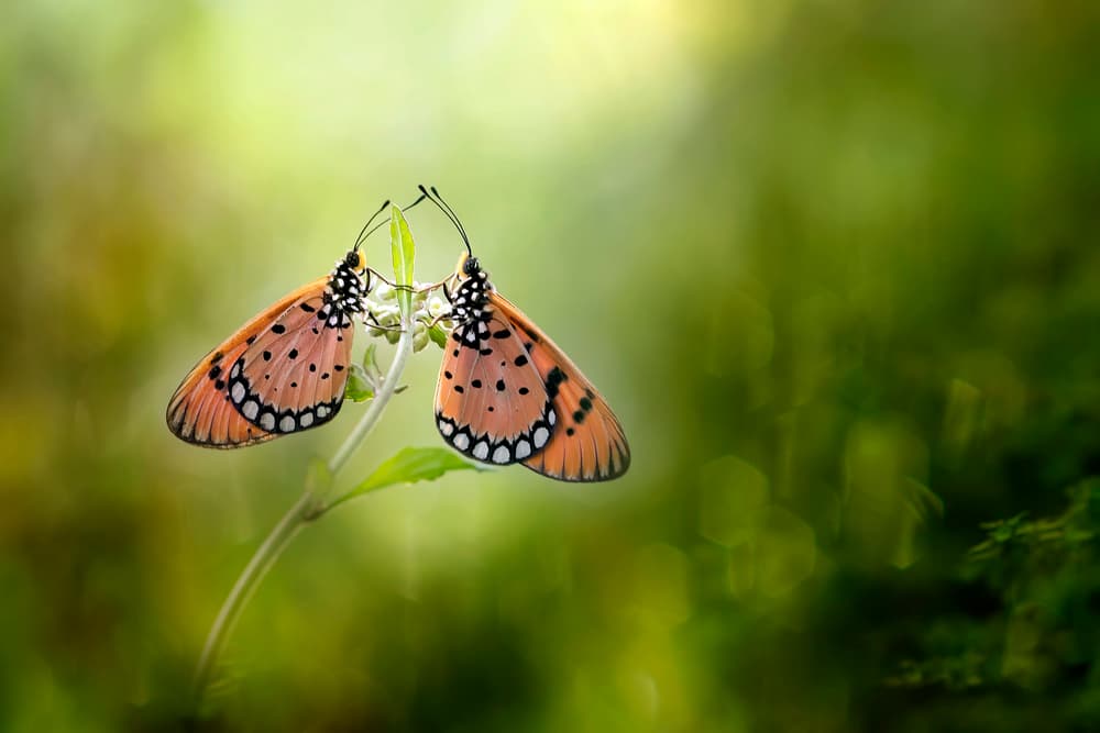 Gentle Butterfly Embrace by Fauzan Maududdin — canvas wall art