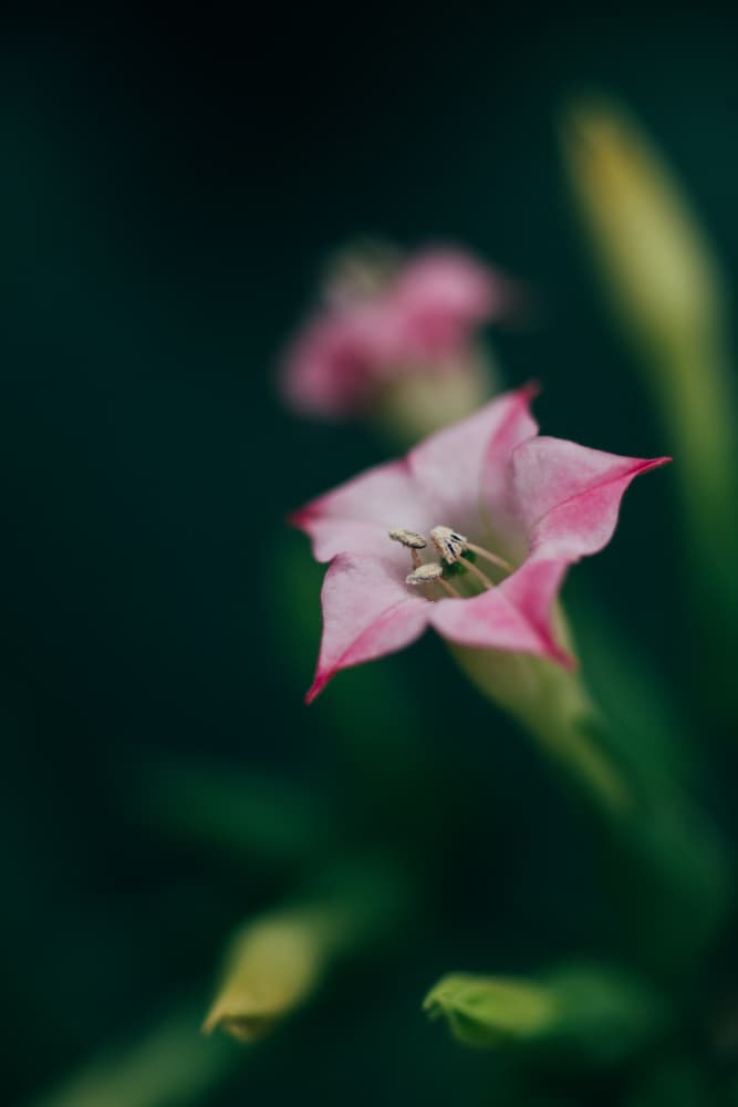 Gentle Pink Bloom by Javier Pardina — canvas wall art