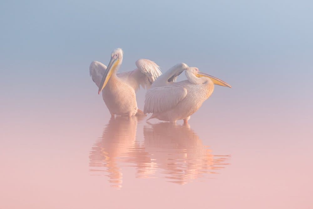 Pink Water Pelicans by Natalia Rublina — canvas wall art