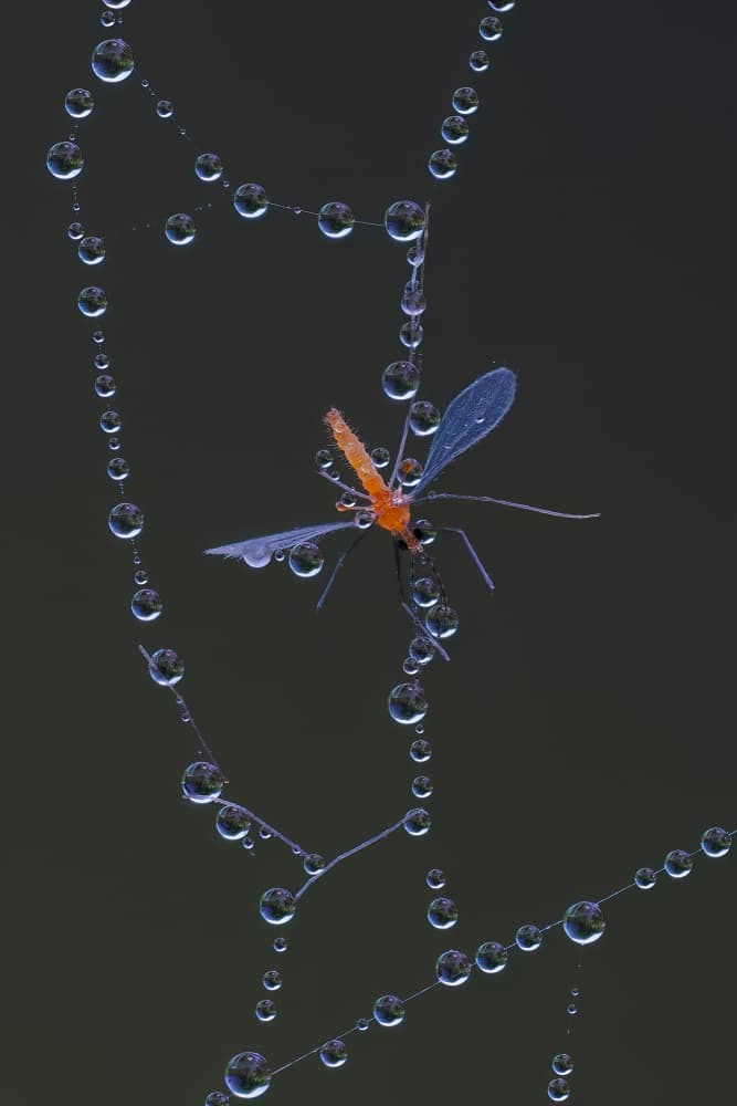 Orange Insect Dewy Web by Phat Dao Tan — canvas wall art