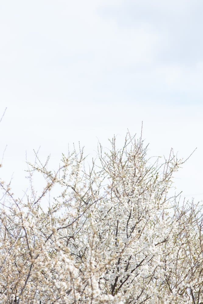 White Spring Blossoms by Pictufy Studio III — canvas wall art