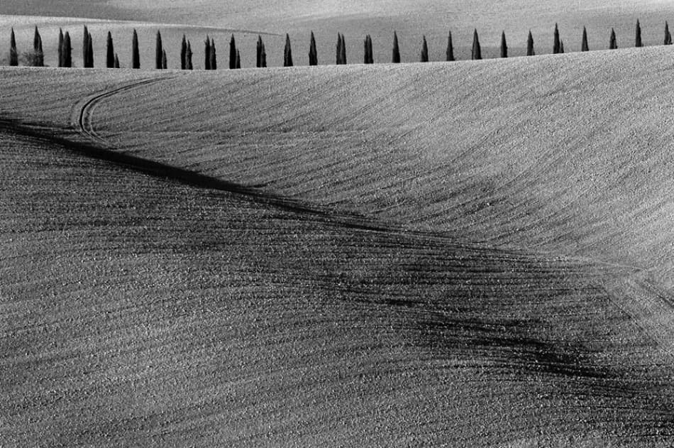 Cypress Field Shadows by Jure Kravanja — canvas wall art