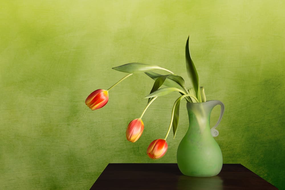 Wilting Tulips Still Life by Darlene Hewson — canvas wall art