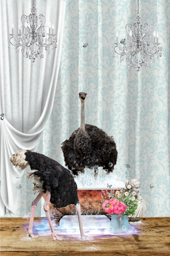 Whimsical Ostrich Bath by Sue Skellern — canvas wall art