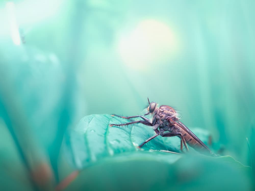 Dreamy Fly on Leaf by Cristiano Giani — canvas wall art