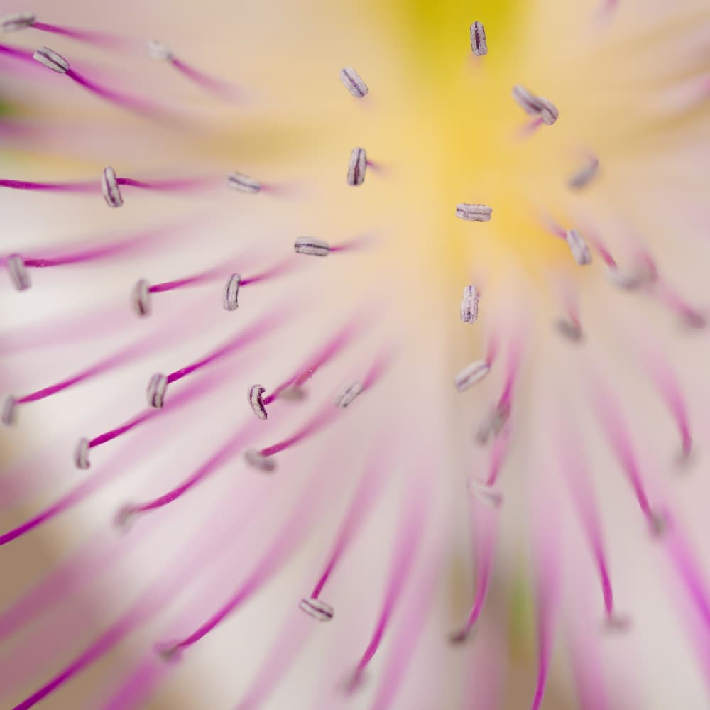 Delicate Pink Bloom by Ria Groot Zevert — canvas wall art