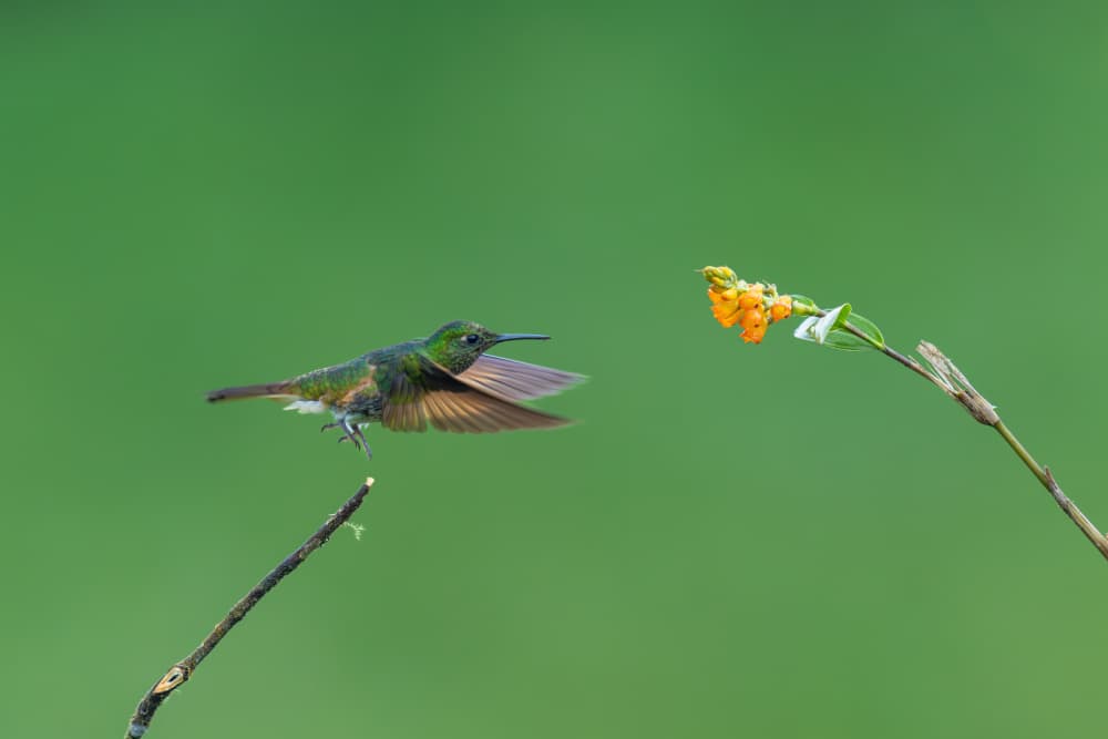 Vibrant Hummingbird Flight by Rajat Dhesi — canvas wall art